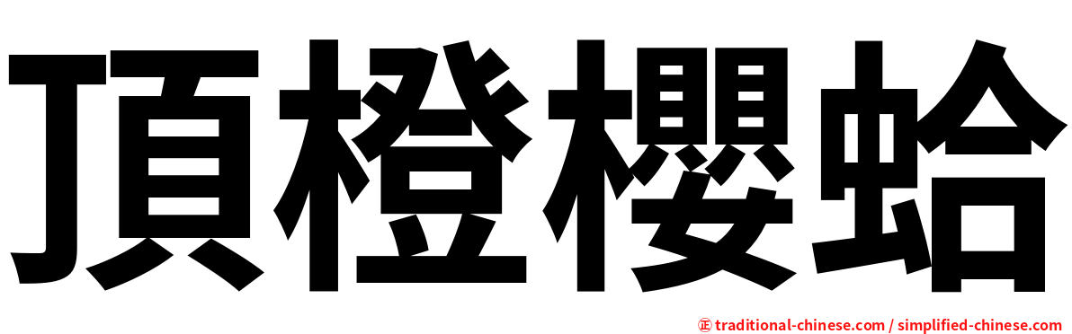 頂橙櫻蛤