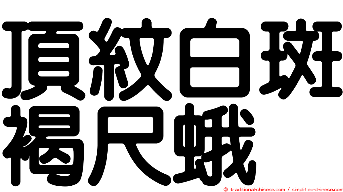 頂紋白斑褐尺蛾