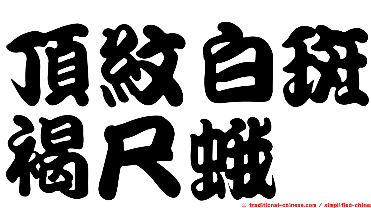 頂紋白斑褐尺蛾