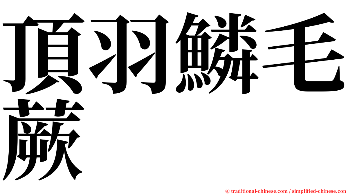 頂羽鱗毛蕨 serif font