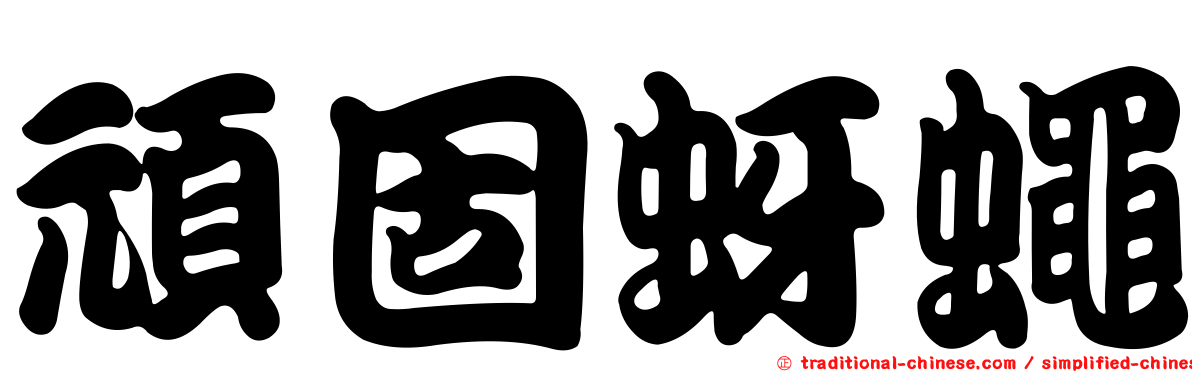 頑固蚜蠅