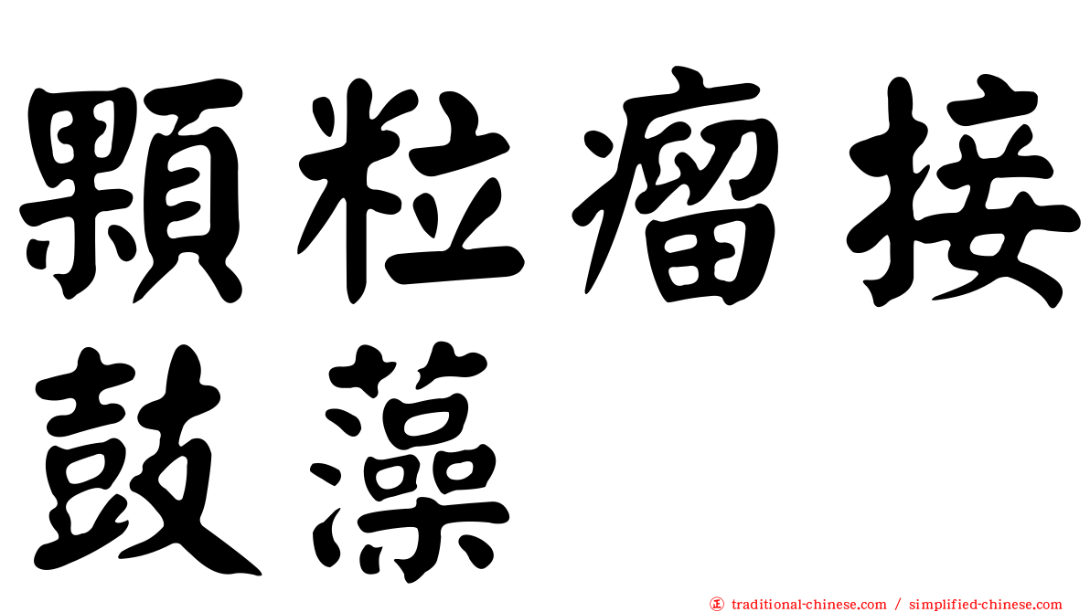 顆粒瘤接鼓藻