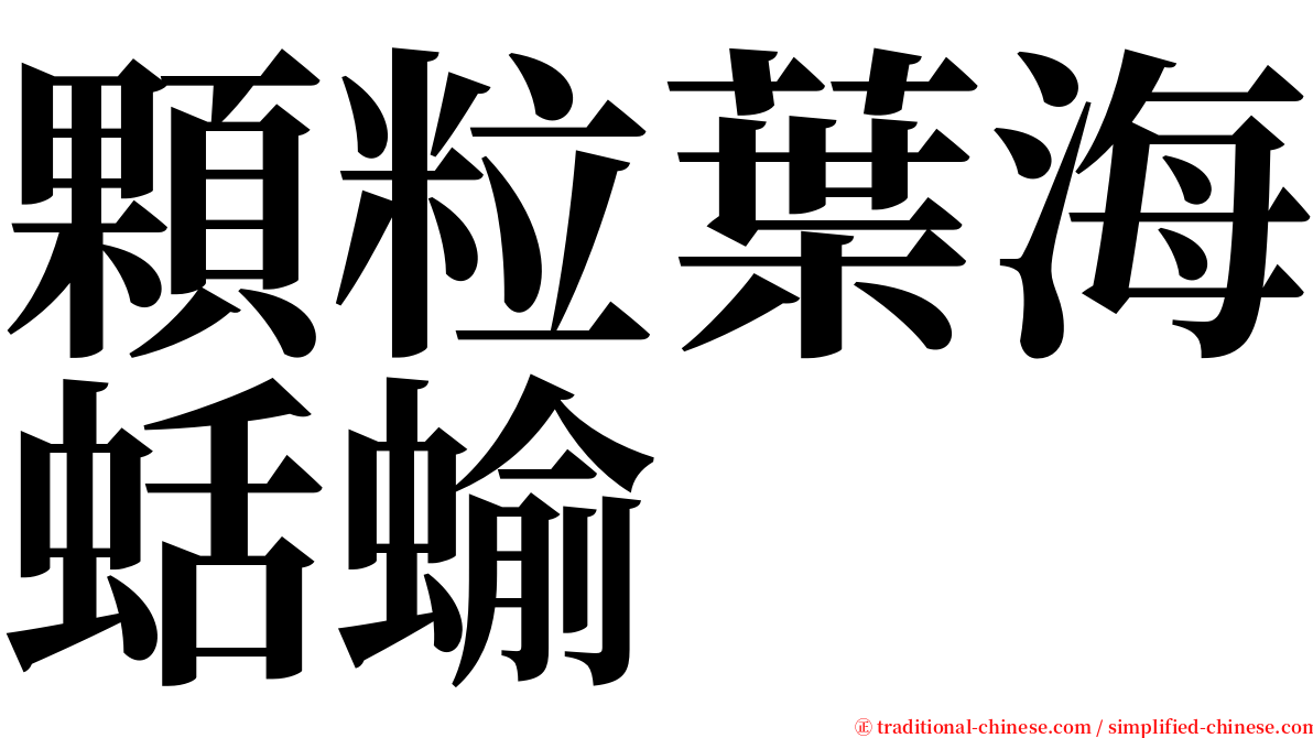 顆粒葉海蛞蝓 serif font