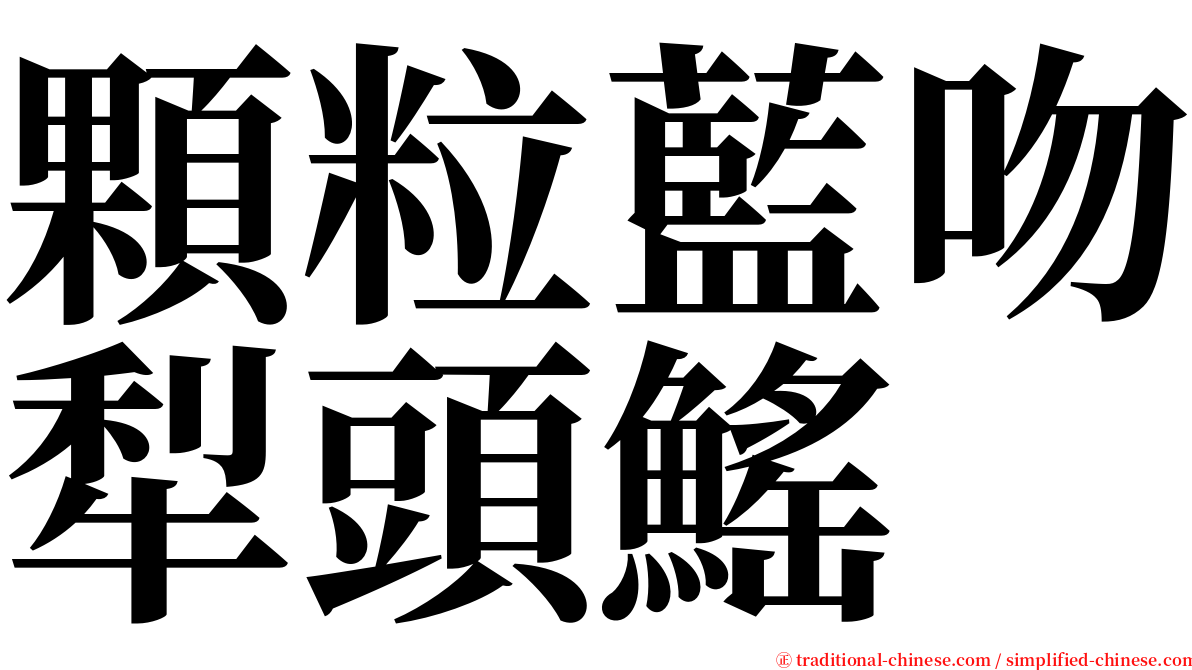 顆粒藍吻犁頭鰩 serif font