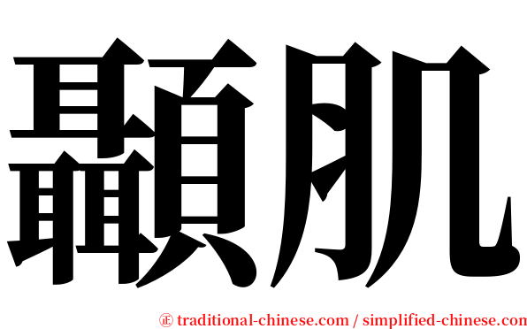 顳肌 serif font