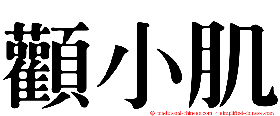 顴小肌