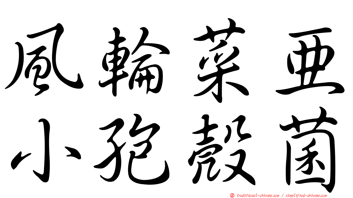 風輪菜亞小孢殼菌