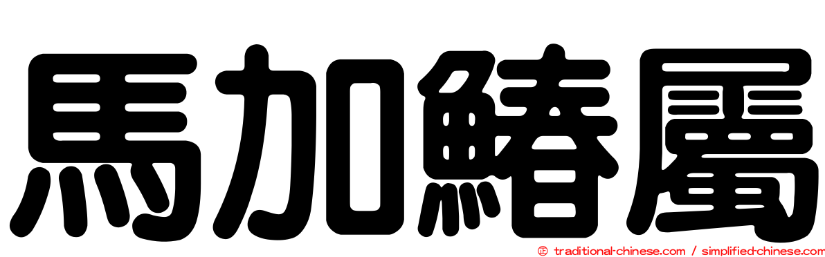 馬加鰆屬