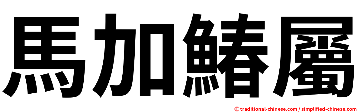 馬加鰆屬