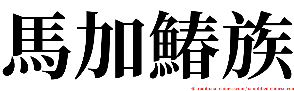 馬加鰆族 serif font