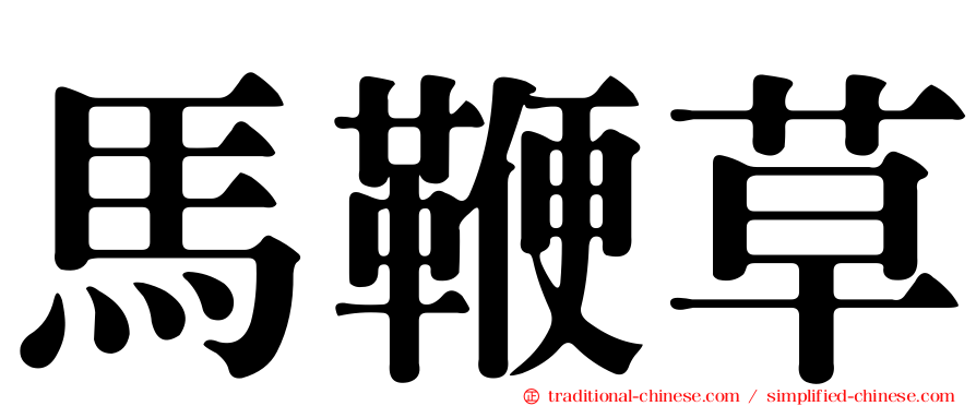 馬鞭草