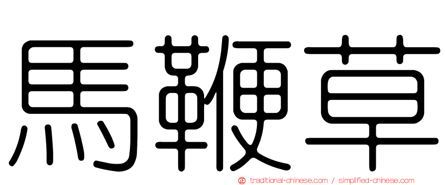 馬鞭草