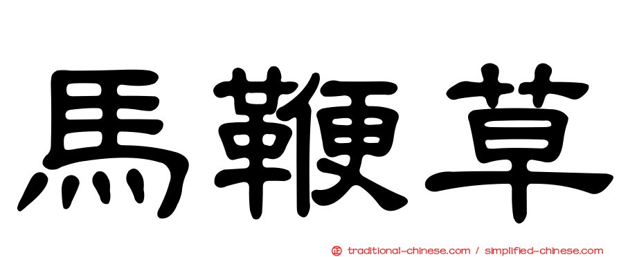 馬鞭草