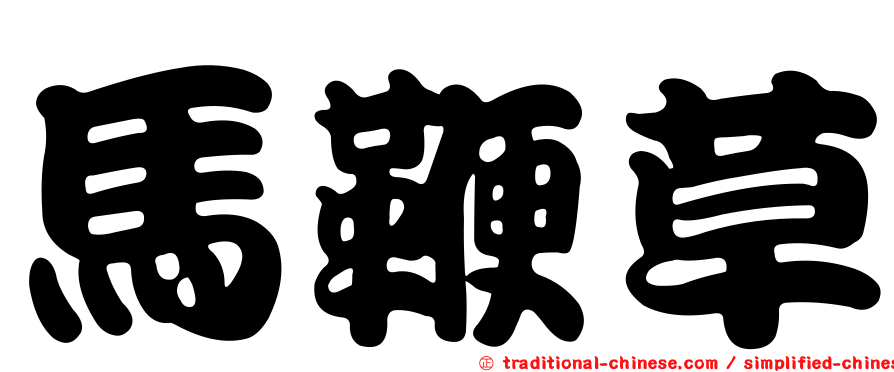 馬鞭草