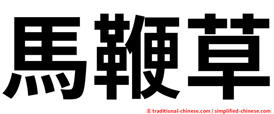 馬鞭草