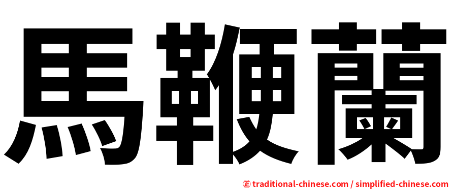 馬鞭蘭