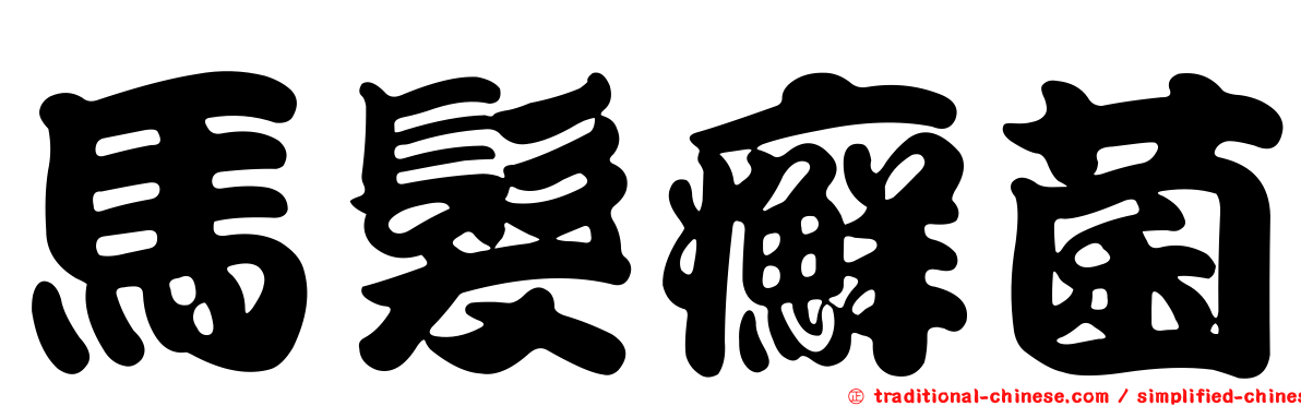 馬髮癬菌