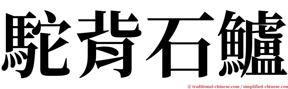 駝背石鱸 serif font