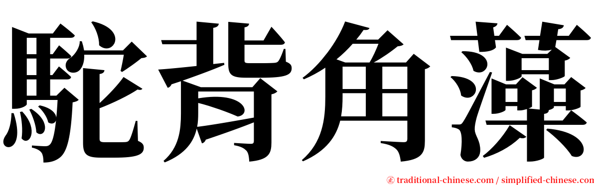 駝背角藻 serif font