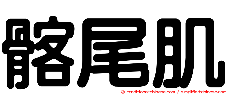 髂尾肌