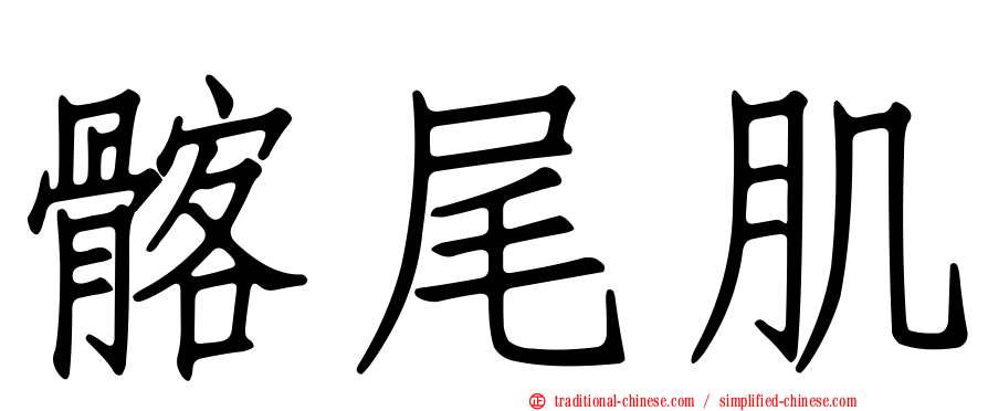 髂尾肌