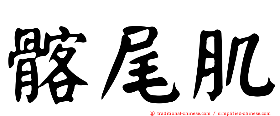 髂尾肌