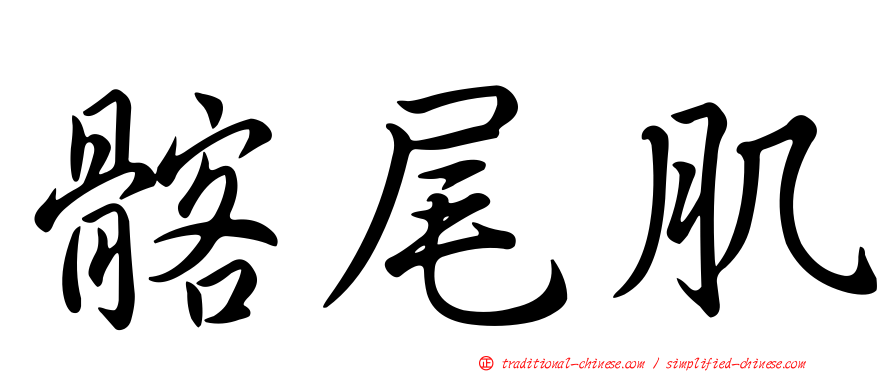 髂尾肌