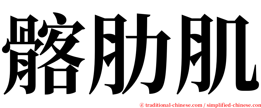 髂肋肌 serif font