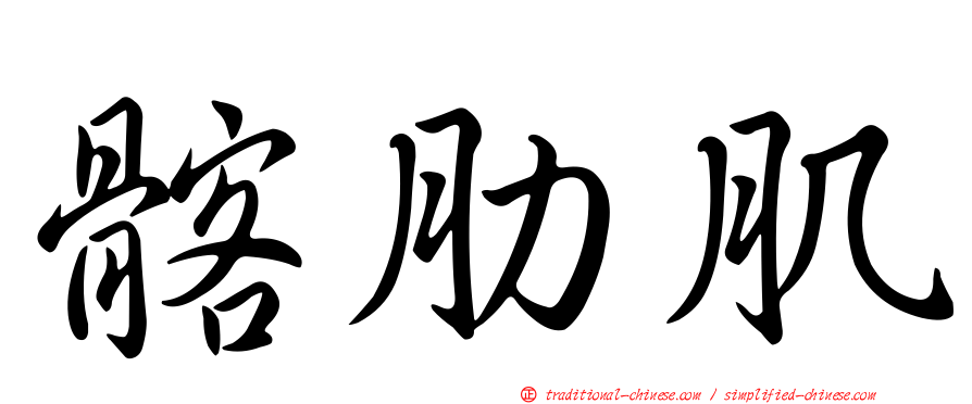 髂肋肌