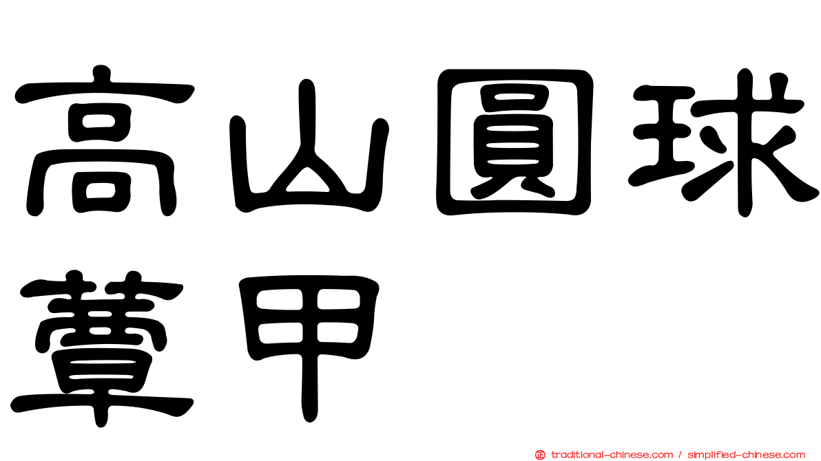 高山圓球蕈甲