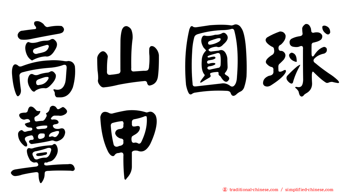 高山圓球蕈甲