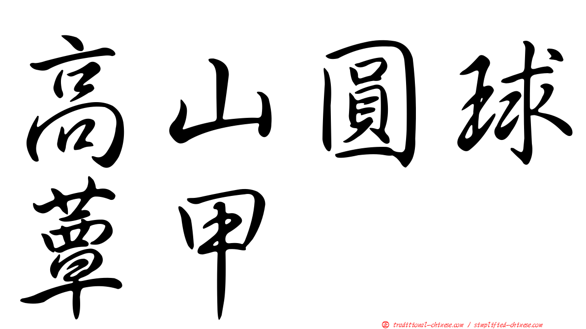 高山圓球蕈甲