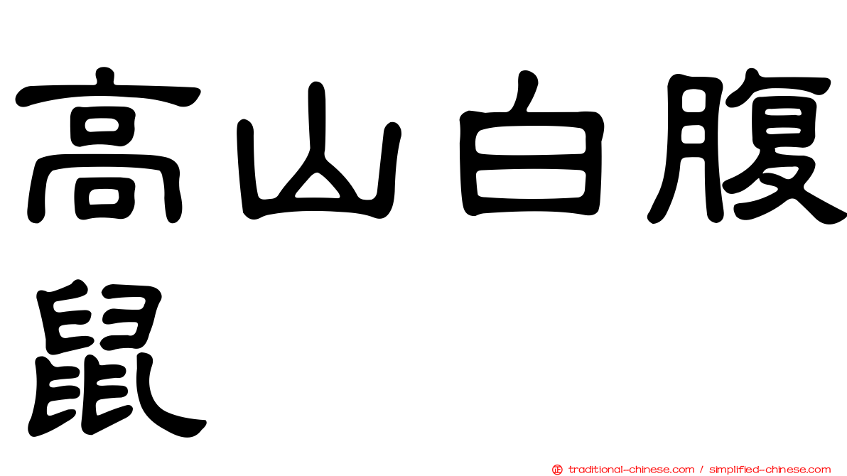 高山白腹鼠