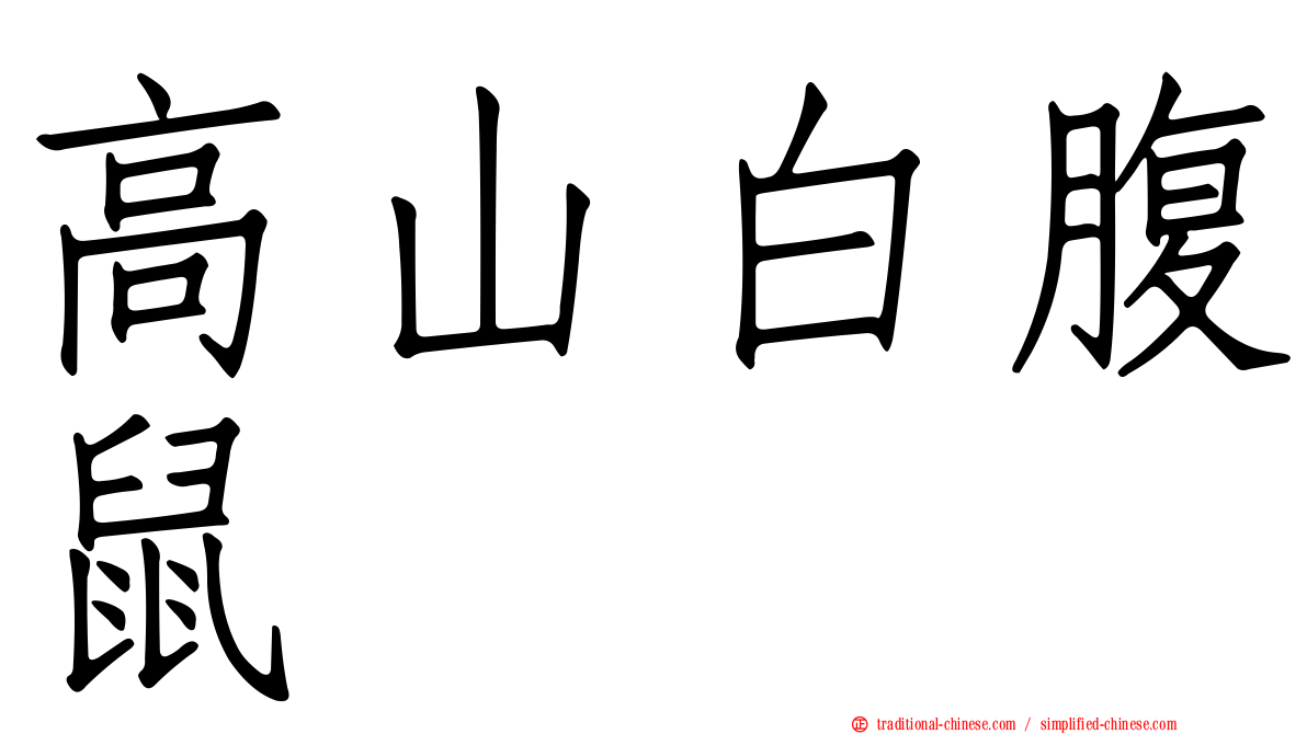 高山白腹鼠