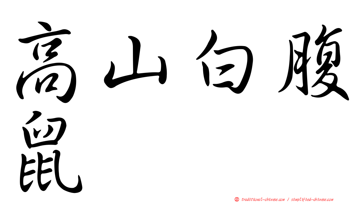高山白腹鼠