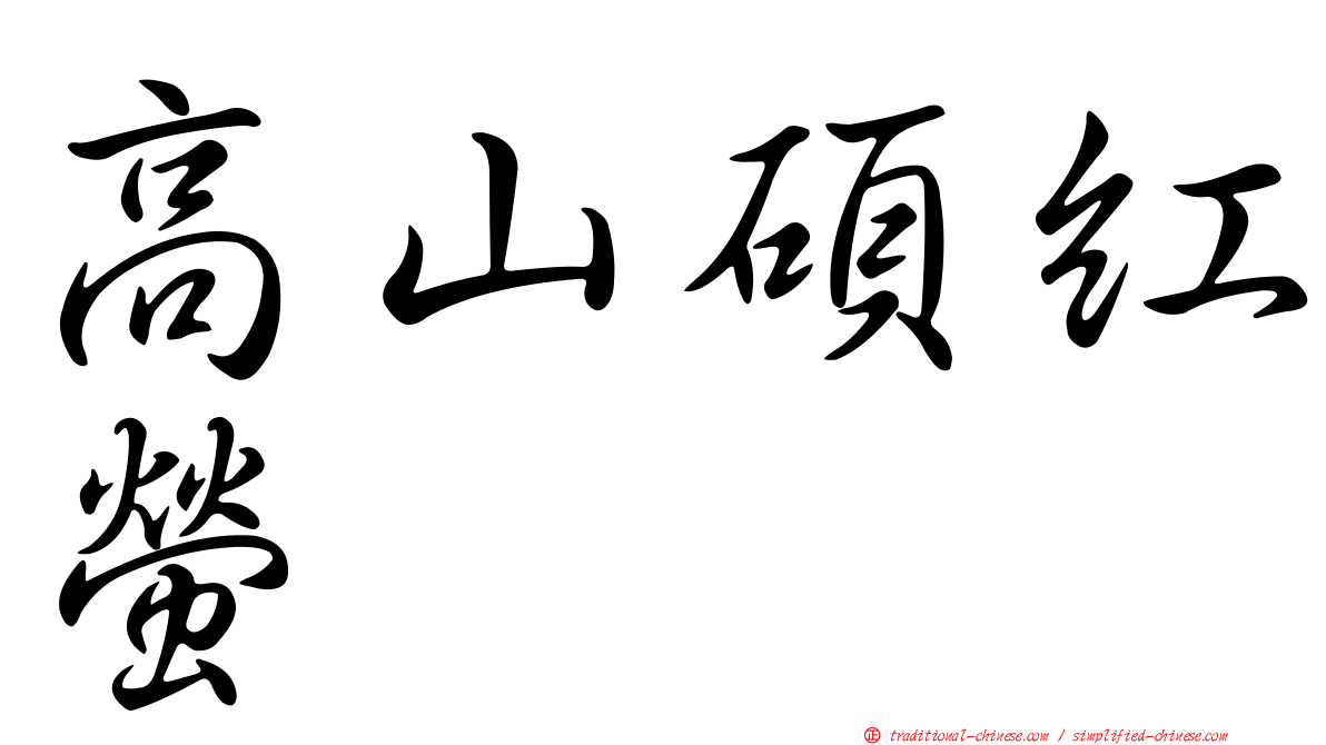 高山碩紅螢