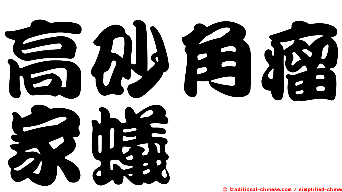 高砂角瘤家蟻