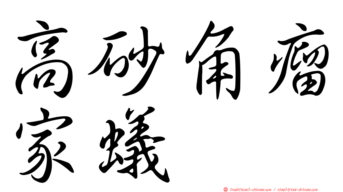 高砂角瘤家蟻