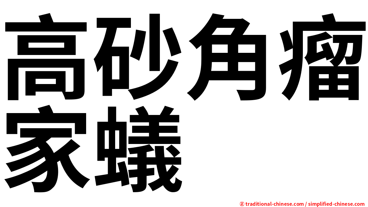 高砂角瘤家蟻