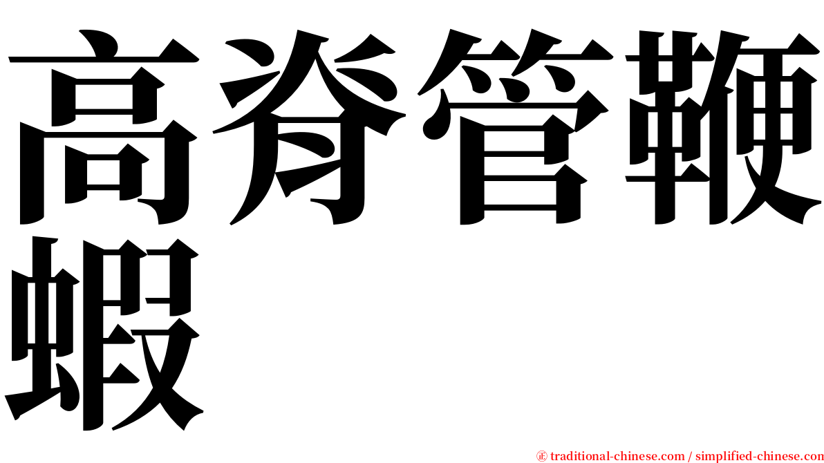 高脊管鞭蝦 serif font