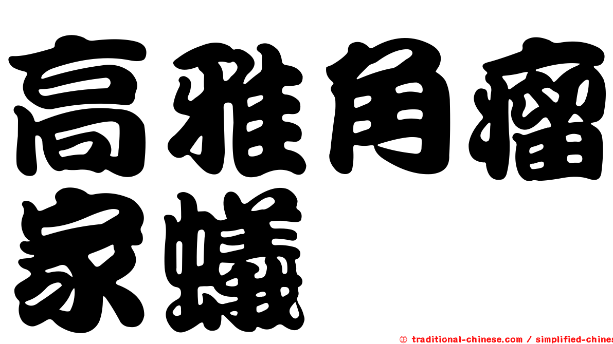 高雅角瘤家蟻