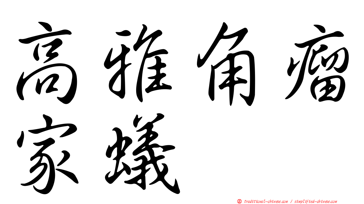 高雅角瘤家蟻