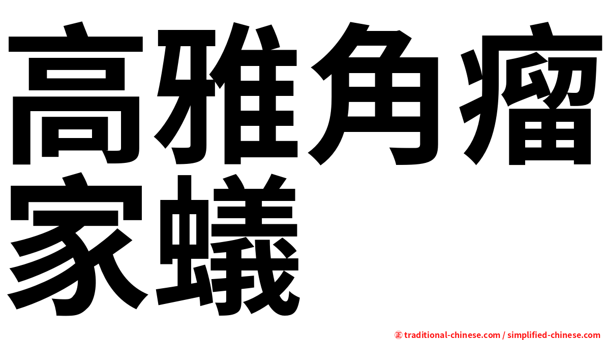 高雅角瘤家蟻