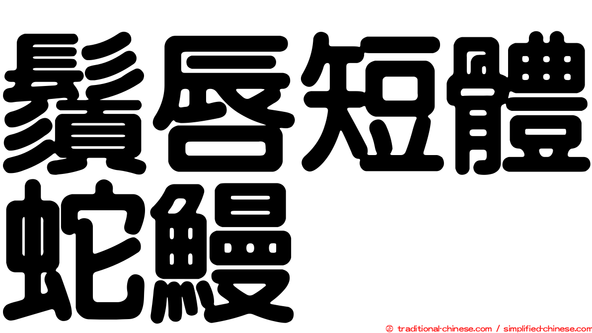 鬚唇短體蛇鰻