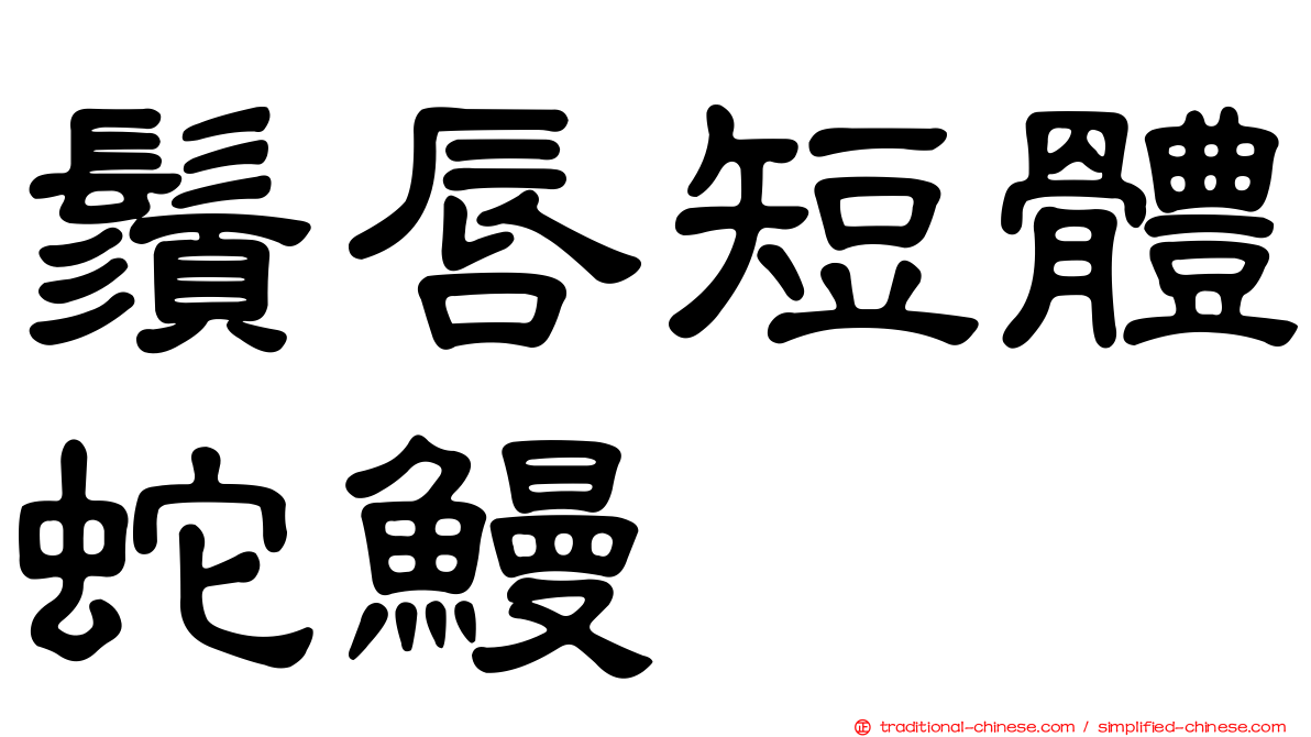 鬚唇短體蛇鰻