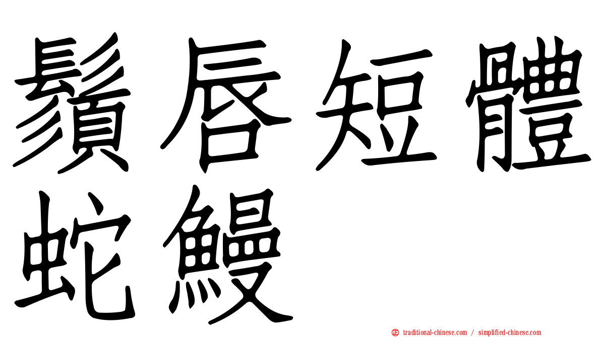 鬚唇短體蛇鰻