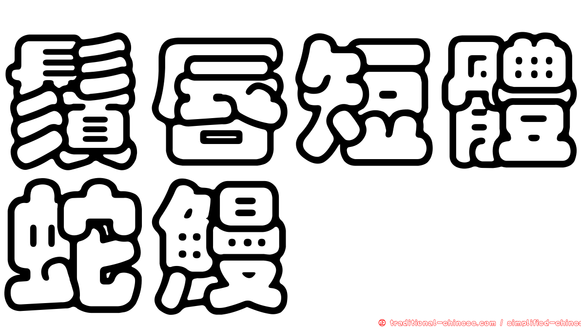 鬚唇短體蛇鰻