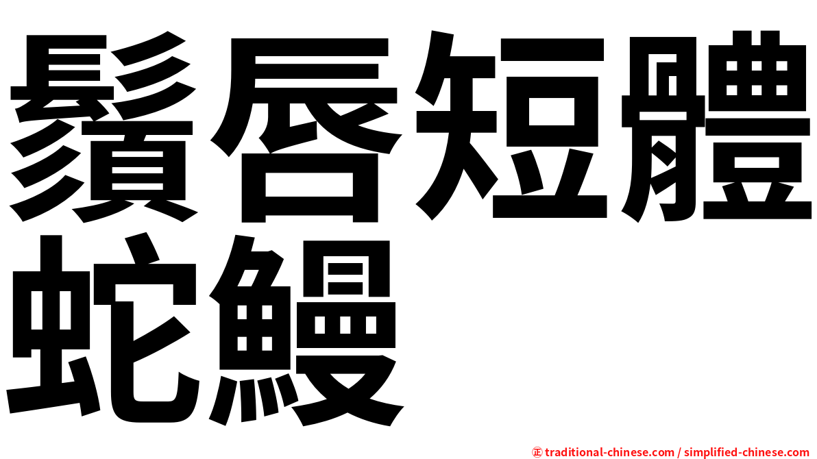 鬚唇短體蛇鰻
