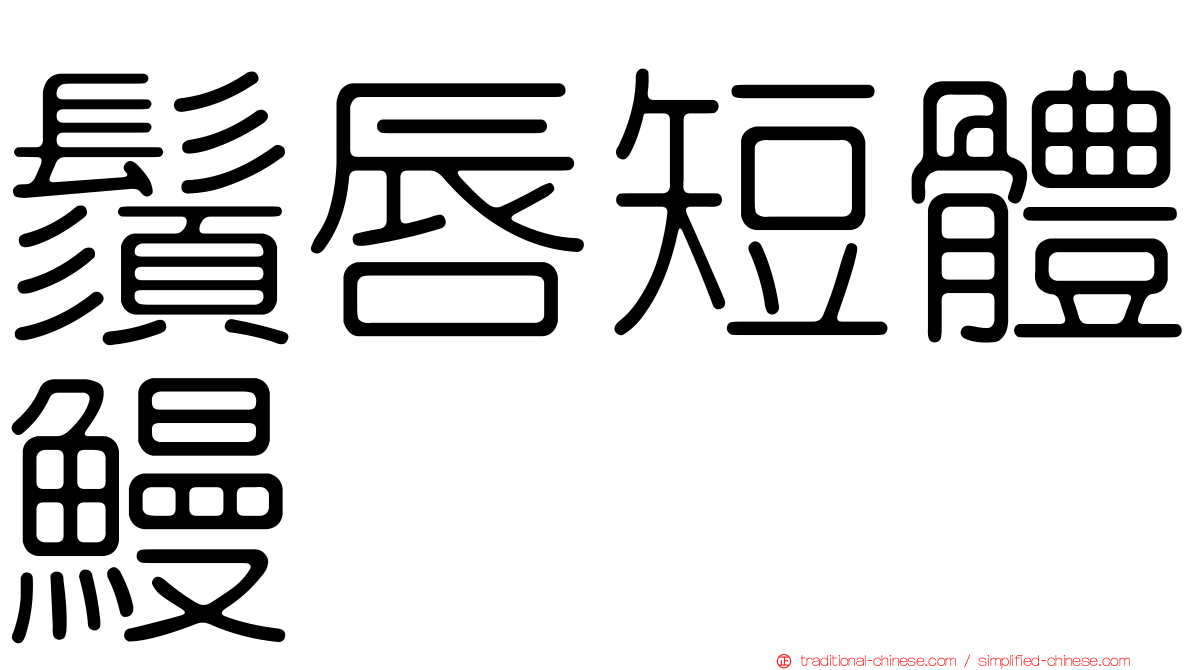 鬚唇短體鰻