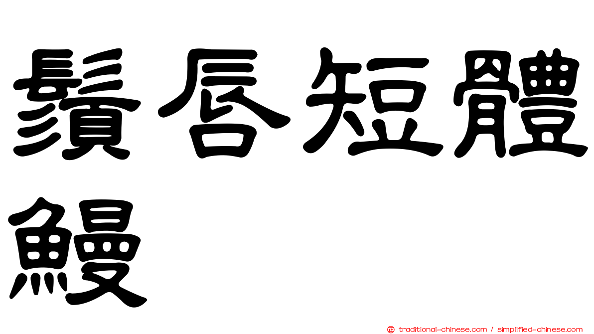 鬚唇短體鰻